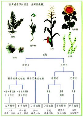 生物的分类单位与生命多样性 从界到种的层级体系
