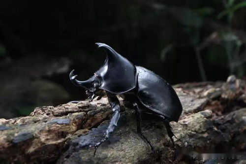 城市昆虫记 生物多样性之约