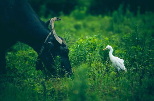 保护生物多样性，让教育自然发生