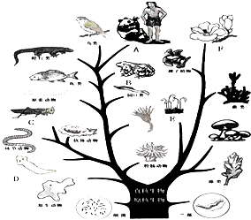 呼吸系统中的生物 微观世界的关键角色