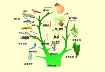 进化论的三个未解之谜 从理论光芒到人类特质的古老质疑