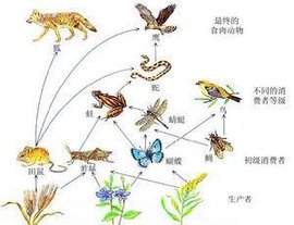 生物富集作用 生态系统的隐形威胁