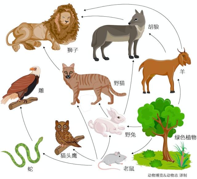 人类为什么一般只吃食草动物,不吃食肉动物?